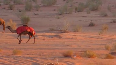 Ürdün 'ün Haşim Krallığı' ndaki Wadi Rum çölünde Ay Vadisi olarak da bilinen develerin güzel manzarası.