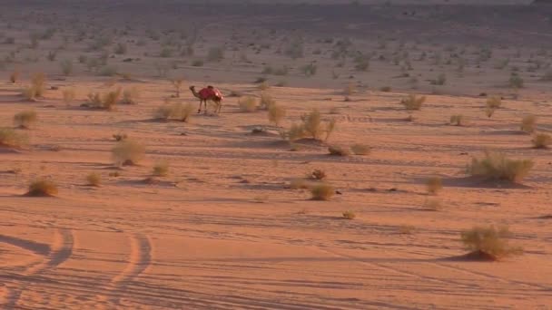 Schöne Aussicht Auf Kamele Der Wüste Wadi Rum Haschemitischen Königreich — Stockvideo