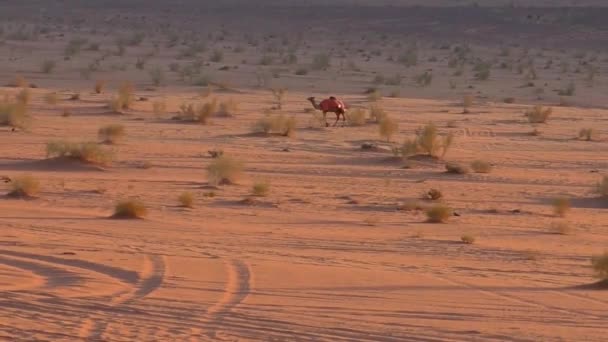 Prachtig Uitzicht Kamelen Wadi Rum Woestijn Het Hasjemitische Koninkrijk Jordanië — Stockvideo