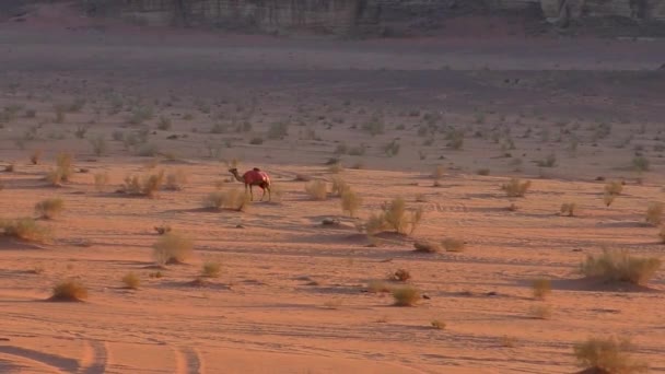 Beautiful View Camels Wadi Rum Desert Hashemite Kingdom Jordan Also — стоковое видео