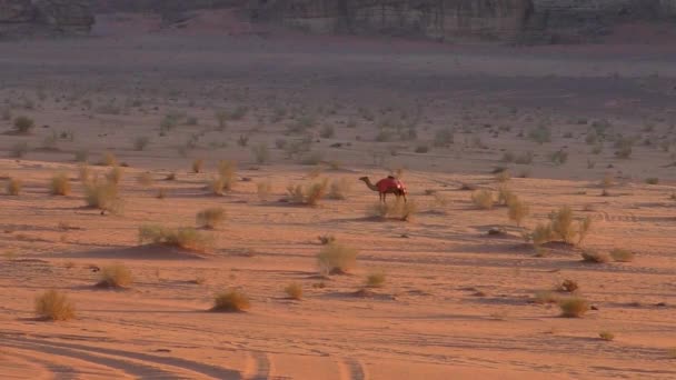 Beautiful View Camels Wadi Rum Desert Hashemite Kingdom Jordan Also — 비디오