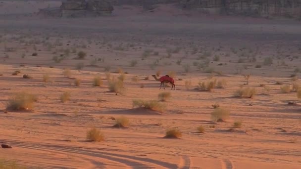 Beautiful View Camels Wadi Rum Desert Hashemite Kingdom Jordan Also — ストック動画