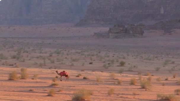 Beautiful View Camels Wadi Rum Desert Hashemite Kingdom Jordan Also — стокове відео