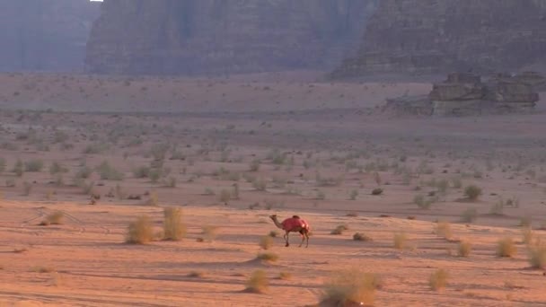Krásný Pohled Velbloudy Poušti Wadi Rum Jordánském Hášimovském Království Známé — Stock video