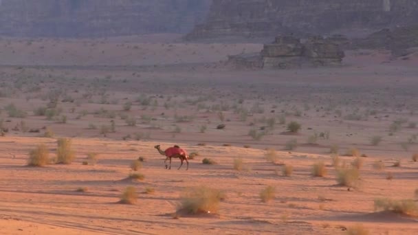 Beautiful View Camels Wadi Rum Desert Hashemite Kingdom Jordan Also — Video Stock