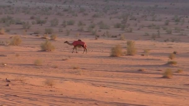 Krásný Pohled Velbloudy Poušti Wadi Rum Jordánském Hášimovském Království Známé — Stock video