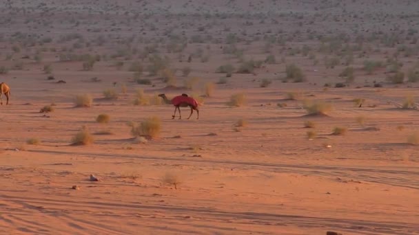 Beautiful View Camels Wadi Rum Desert Hashemite Kingdom Jordan Also — Vídeo de Stock