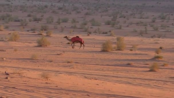 Beautiful View Camels Wadi Rum Desert Hashemite Kingdom Jordan Also — Stockvideo