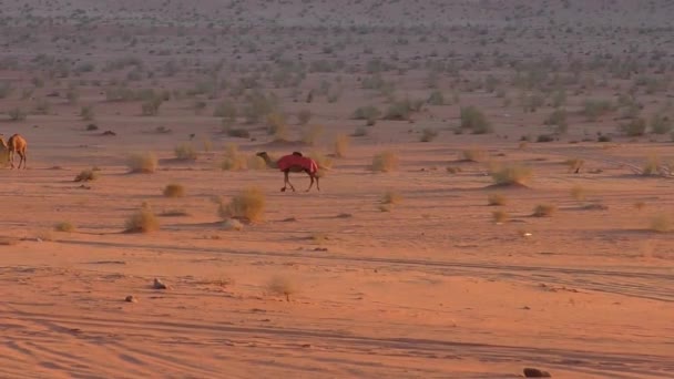 Beautiful View Camels Wadi Rum Desert Hashemite Kingdom Jordan Also — Wideo stockowe