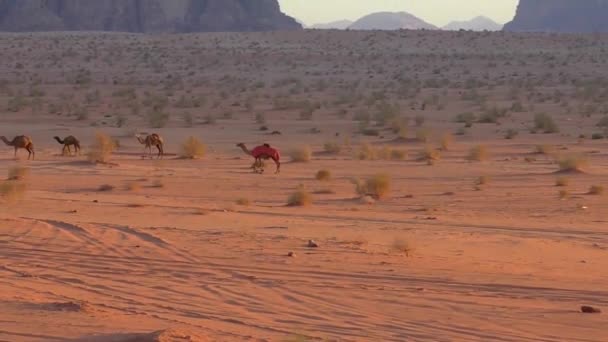 Beautiful View Camels Wadi Rum Desert Hashemite Kingdom Jordan Also — ストック動画