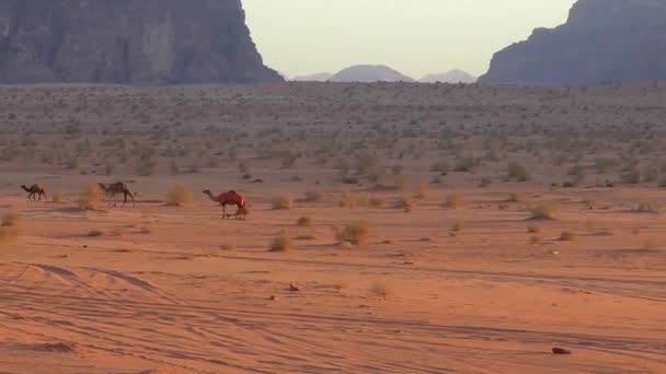 Prachtig Uitzicht Kamelen Wadi Rum Woestijn Het Hasjemitische Koninkrijk Jordanië — Stockvideo