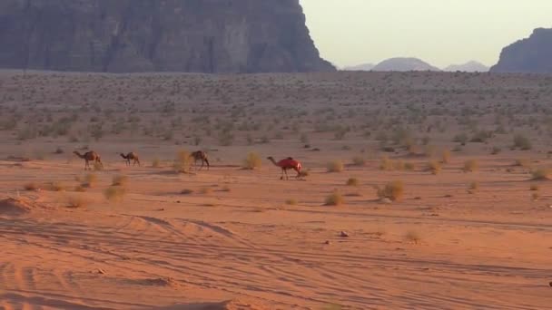 Beautiful View Camels Wadi Rum Desert Hashemite Kingdom Jordan Also — Video Stock