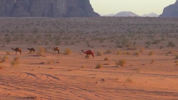Krásný Pohled Velbloudy Poušti Wadi Rum Jordánském Hášimovském Království Známé — Stock video