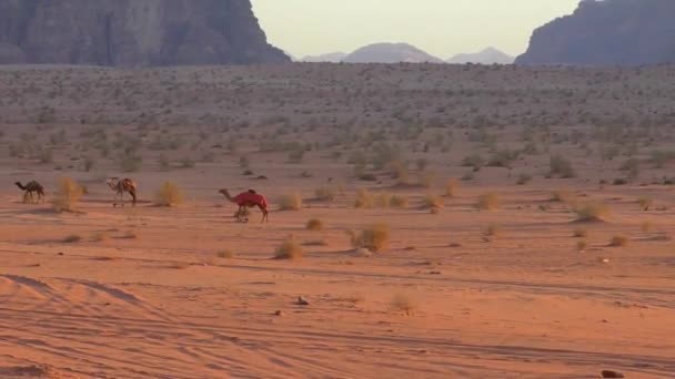 Prachtig Uitzicht Kamelen Wadi Rum Woestijn Het Hasjemitische Koninkrijk Jordanië — Stockvideo
