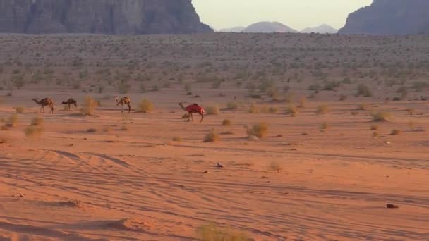 Beautiful View Camels Wadi Rum Desert Hashemite Kingdom Jordan Also — стоковое видео