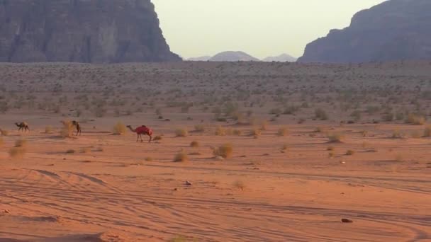 Beautiful View Camels Wadi Rum Desert Hashemite Kingdom Jordan Also — Vídeos de Stock