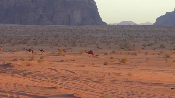 Beautiful View Camels Wadi Rum Desert Hashemite Kingdom Jordan Also — Vídeo de Stock