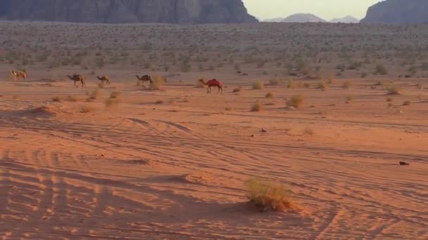 Beautiful View Camels Wadi Rum Desert Hashemite Kingdom Jordan Also — Wideo stockowe