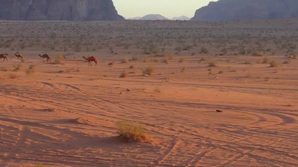 Beautiful View Camels Wadi Rum Desert Hashemite Kingdom Jordan Also — Vídeo de Stock