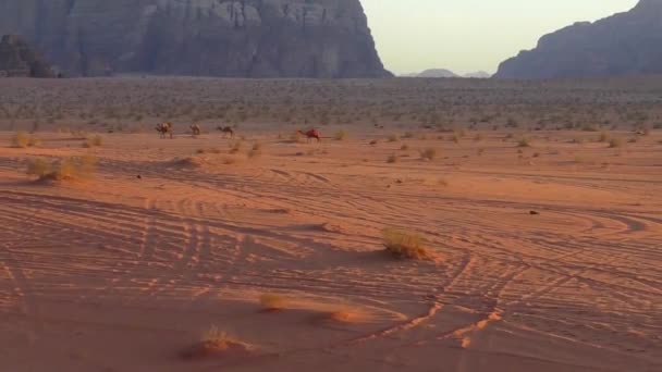 Beautiful View Camels Wadi Rum Desert Hashemite Kingdom Jordan Also — Vídeo de Stock