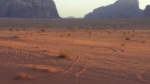 Beautiful View Camels Wadi Rum Desert Hashemite Kingdom Jordan Also — Video Stock