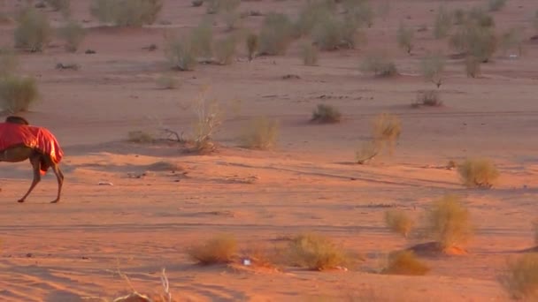Piękny Widok Wielbłądy Pustyni Wadi Rum Jordańskim Królestwie Haszymidzkim Znanym — Wideo stockowe
