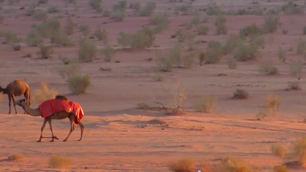 Beautiful View Camels Wadi Rum Desert Hashemite Kingdom Jordan Also — Vídeos de Stock