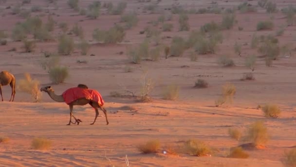 Piękny Widok Wielbłądy Pustyni Wadi Rum Jordańskim Królestwie Haszymidzkim Znanym — Wideo stockowe