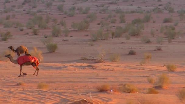 Beautiful View Camels Wadi Rum Desert Hashemite Kingdom Jordan Also — Video
