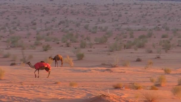 Beautiful View Camels Wadi Rum Desert Hashemite Kingdom Jordan Also — стоковое видео