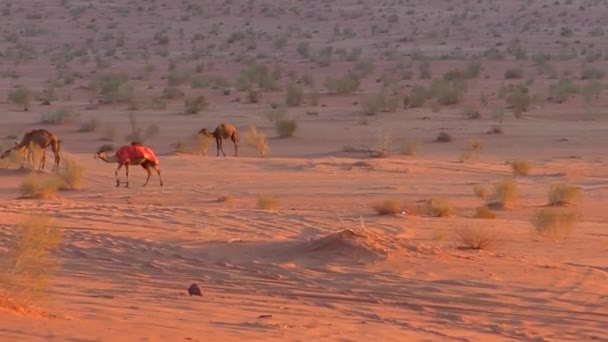 Beautiful View Camels Wadi Rum Desert Hashemite Kingdom Jordan Also — Video Stock