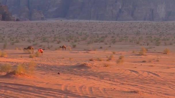 Beautiful View Camels Wadi Rum Desert Hashemite Kingdom Jordan Also — Αρχείο Βίντεο