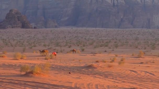 Beautiful View Camels Wadi Rum Desert Hashemite Kingdom Jordan Also — Wideo stockowe
