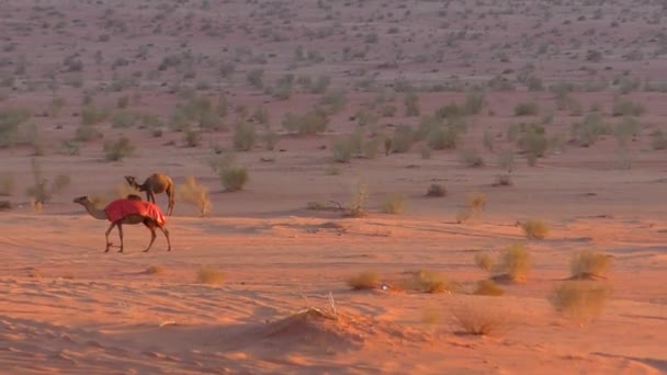Schöne Aussicht Auf Kamele Der Wüste Wadi Rum Haschemitischen Königreich — Stockvideo