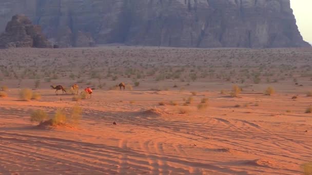 Schöne Aussicht Auf Kamele Der Wüste Wadi Rum Haschemitischen Königreich — Stockvideo
