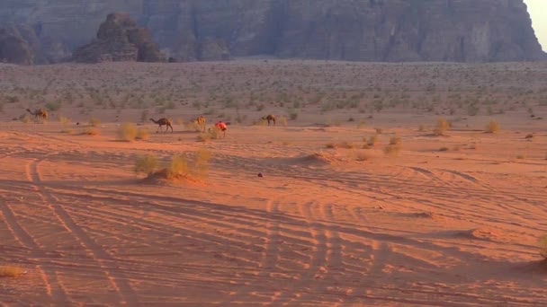 Beautiful View Camels Wadi Rum Desert Hashemite Kingdom Jordan Also — 비디오