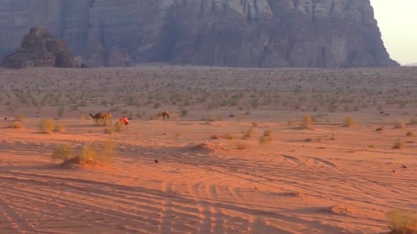 Beautiful View Camels Wadi Rum Desert Hashemite Kingdom Jordan Also — стокове відео