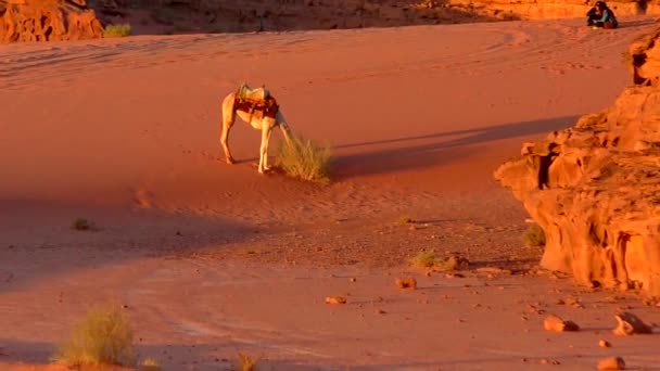 Beautiful View Camels Wadi Rum Desert Hashemite Kingdom Jordan Also — 图库视频影像