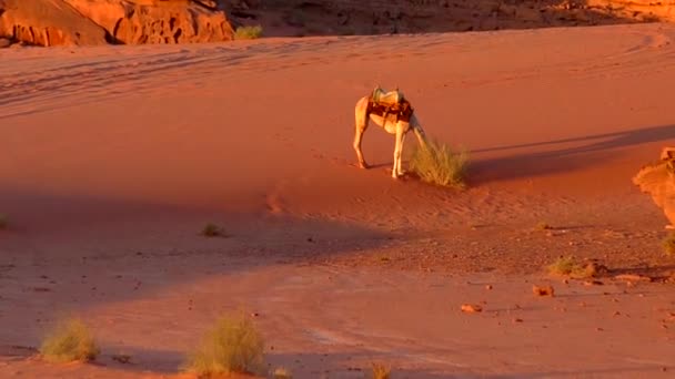 Чудовий Вид Верблюдів Пустелі Ваді Рам Хашимітському Королівстві Йордан Також — стокове відео