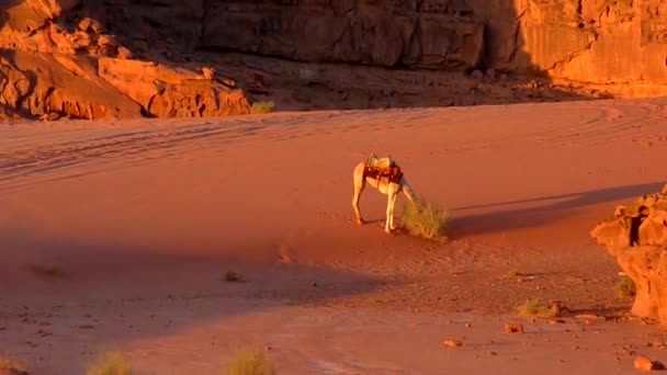 Prachtig Uitzicht Kamelen Wadi Rum Woestijn Het Hasjemitische Koninkrijk Jordanië — Stockvideo