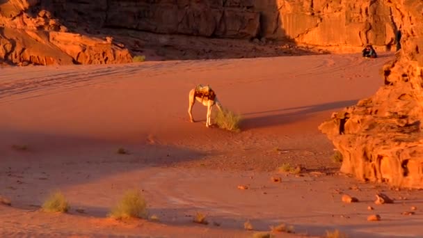 Beautiful View Camels Wadi Rum Desert Hashemite Kingdom Jordan Also — Video Stock