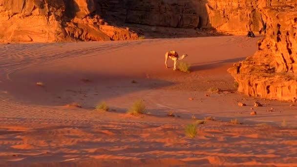 Beautiful View Camels Wadi Rum Desert Hashemite Kingdom Jordan Also — Stockvideo