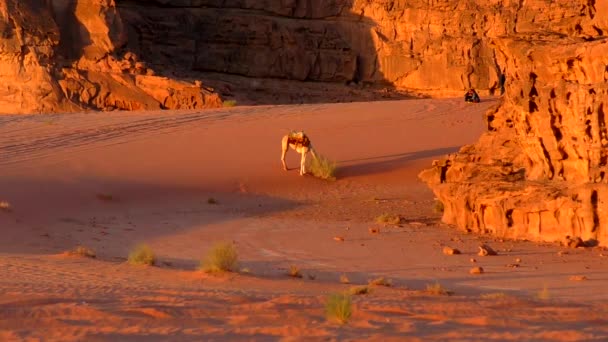 Beautiful View Camels Wadi Rum Desert Hashemite Kingdom Jordan Also — Stok video