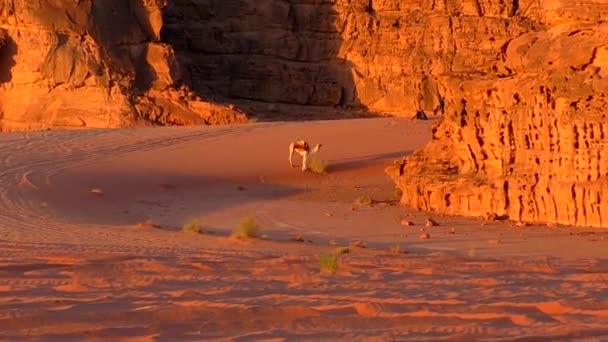 Beautiful View Camels Wadi Rum Desert Hashemite Kingdom Jordan Also — Αρχείο Βίντεο