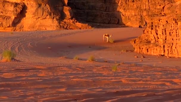 Beautiful View Camels Wadi Rum Desert Hashemite Kingdom Jordan Also — стоковое видео