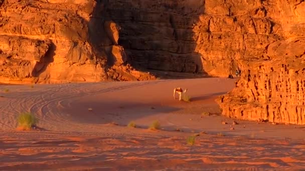 Beautiful View Camels Wadi Rum Desert Hashemite Kingdom Jordan Also — 图库视频影像