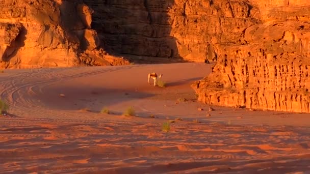 Beautiful View Camels Wadi Rum Desert Hashemite Kingdom Jordan Also — Stok video