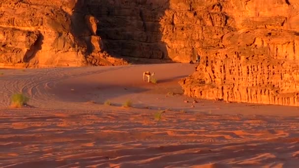 Beautiful View Camels Wadi Rum Desert Hashemite Kingdom Jordan Also — Stock Video