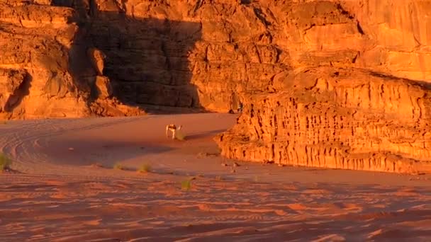 Beautiful View Camels Wadi Rum Desert Hashemite Kingdom Jordan Also — Stockvideo