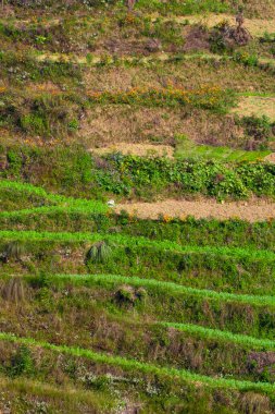 Nepal 'in Bungamati köyünde teraslı, ekili yamaçlar.